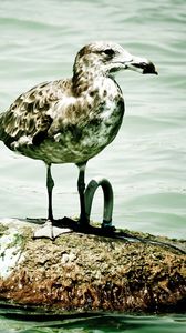 Preview wallpaper seagull, island, sitting, bird