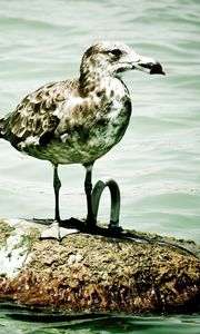 Preview wallpaper seagull, island, sitting, bird