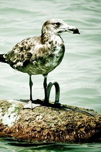 Preview wallpaper seagull, island, sitting, bird