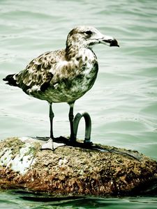 Preview wallpaper seagull, island, sitting, bird