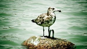 Preview wallpaper seagull, island, sitting, bird