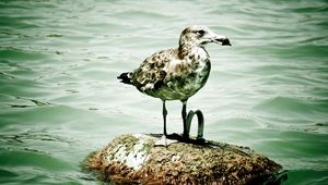 Preview wallpaper seagull, island, sitting, bird