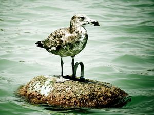 Preview wallpaper seagull, island, sitting, bird