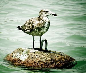 Preview wallpaper seagull, island, sitting, bird