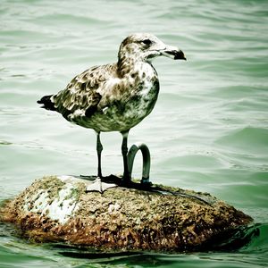 Preview wallpaper seagull, island, sitting, bird