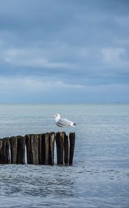 Preview wallpaper seagull, logs, sea, horizon