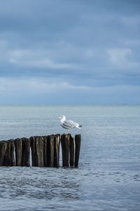 Preview wallpaper seagull, logs, sea, horizon