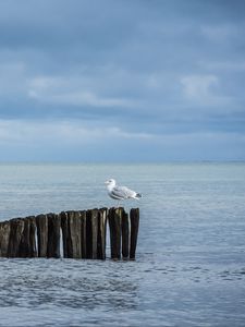 Preview wallpaper seagull, logs, sea, horizon