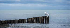 Preview wallpaper seagull, logs, sea, horizon