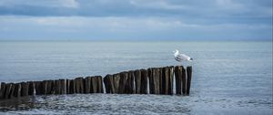 Preview wallpaper seagull, logs, sea, horizon