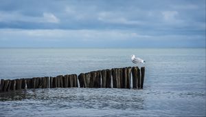 Preview wallpaper seagull, logs, sea, horizon