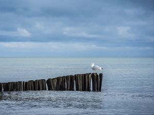 Preview wallpaper seagull, logs, sea, horizon