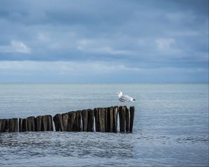 Preview wallpaper seagull, logs, sea, horizon