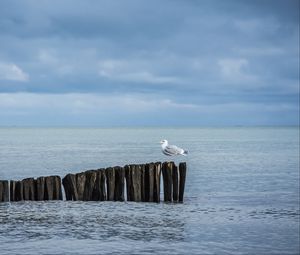 Preview wallpaper seagull, logs, sea, horizon