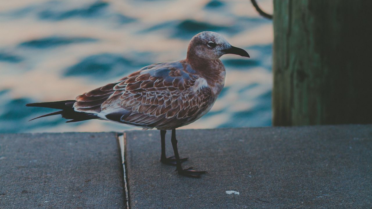 Wallpaper seagull, sea, bird, spotted