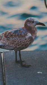 Preview wallpaper seagull, sea, bird, spotted