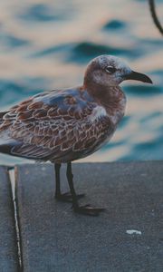 Preview wallpaper seagull, sea, bird, spotted