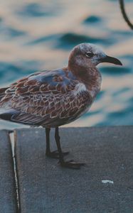 Preview wallpaper seagull, sea, bird, spotted