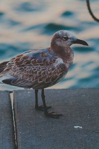 Preview wallpaper seagull, sea, bird, spotted