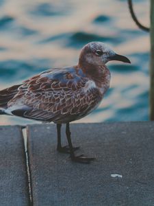 Preview wallpaper seagull, sea, bird, spotted