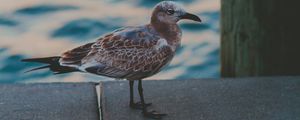 Preview wallpaper seagull, sea, bird, spotted