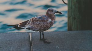 Preview wallpaper seagull, sea, bird, spotted