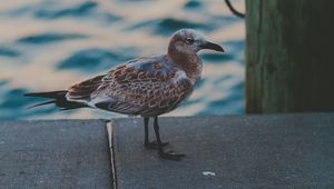 Preview wallpaper seagull, sea, bird, spotted