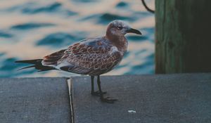 Preview wallpaper seagull, sea, bird, spotted