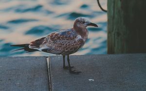 Preview wallpaper seagull, sea, bird, spotted