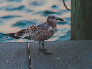 Preview wallpaper seagull, sea, bird, spotted