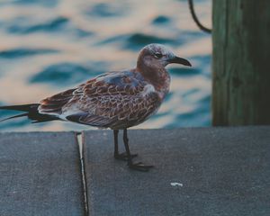 Preview wallpaper seagull, sea, bird, spotted