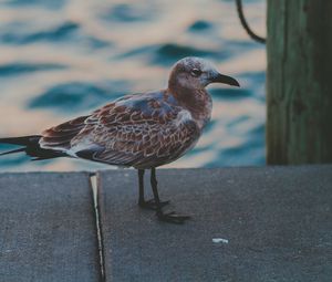 Preview wallpaper seagull, sea, bird, spotted