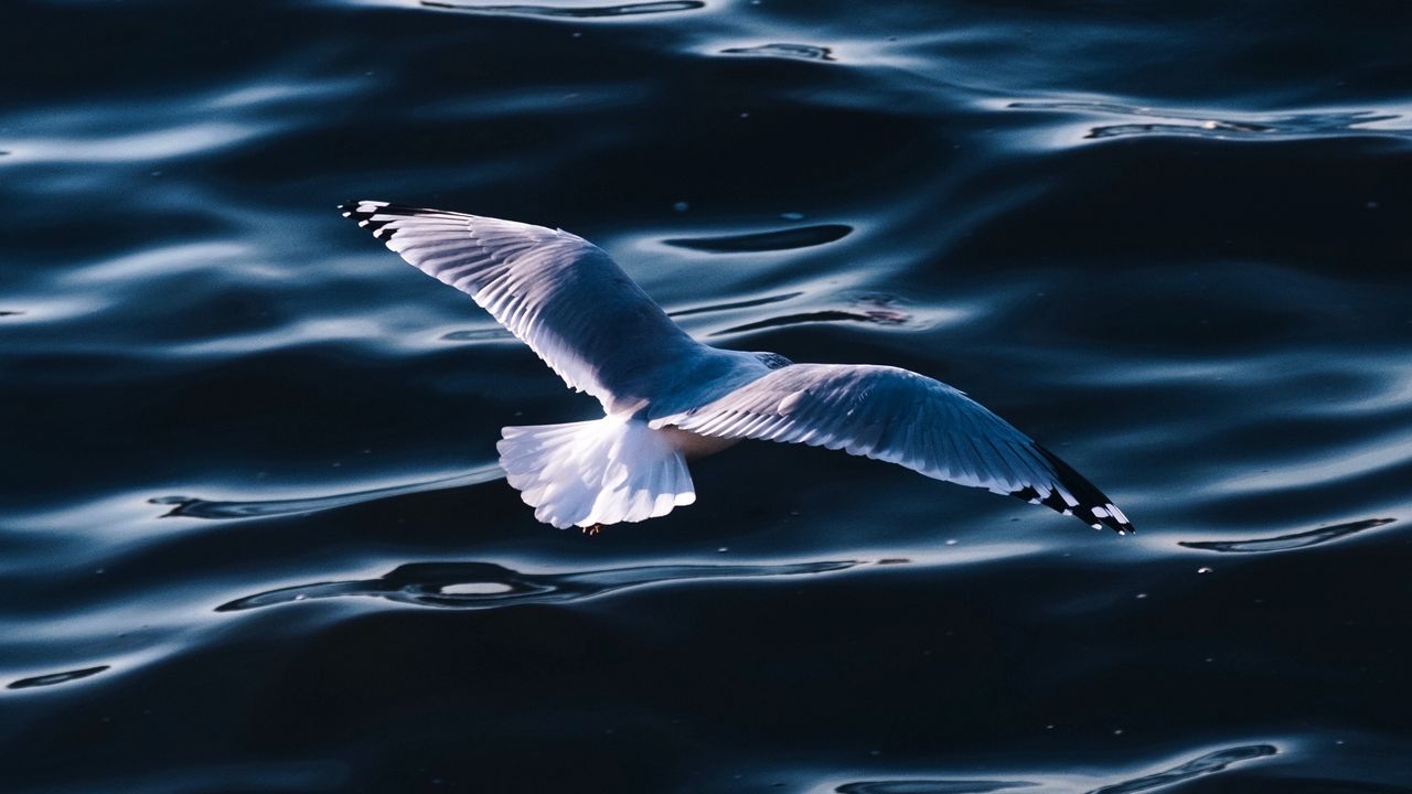 Wallpaper seagull, sea, bird, wings, water