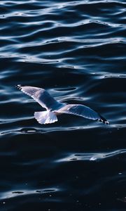 Preview wallpaper seagull, sea, bird, wings, water