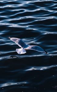 Preview wallpaper seagull, sea, bird, wings, water