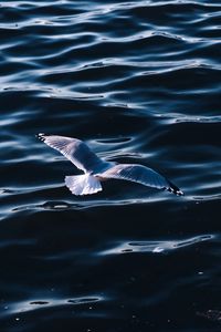 Preview wallpaper seagull, sea, bird, wings, water