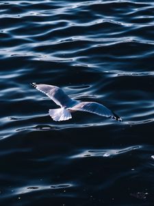 Preview wallpaper seagull, sea, bird, wings, water