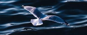 Preview wallpaper seagull, sea, bird, wings, water