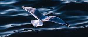 Preview wallpaper seagull, sea, bird, wings, water