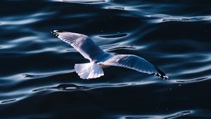 Preview wallpaper seagull, sea, bird, wings, water