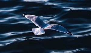 Preview wallpaper seagull, sea, bird, wings, water