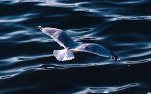 Preview wallpaper seagull, sea, bird, wings, water