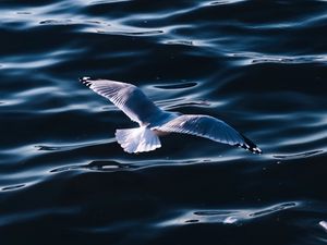 Preview wallpaper seagull, sea, bird, wings, water