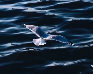 Preview wallpaper seagull, sea, bird, wings, water