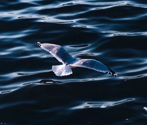 Preview wallpaper seagull, sea, bird, wings, water