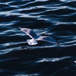 Preview wallpaper seagull, sea, bird, wings, water