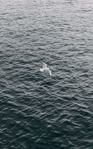 Preview wallpaper seagull, sea, bird, flight, wings