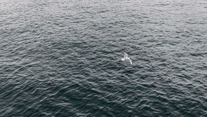 Preview wallpaper seagull, sea, bird, flight, wings