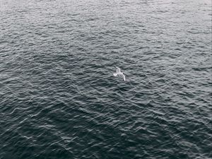 Preview wallpaper seagull, sea, bird, flight, wings