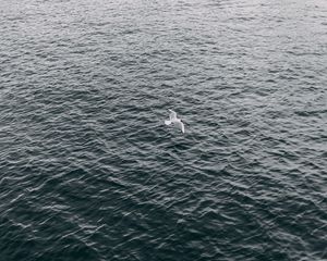 Preview wallpaper seagull, sea, bird, flight, wings